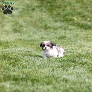 Tobby, Teddy Bear Puppy